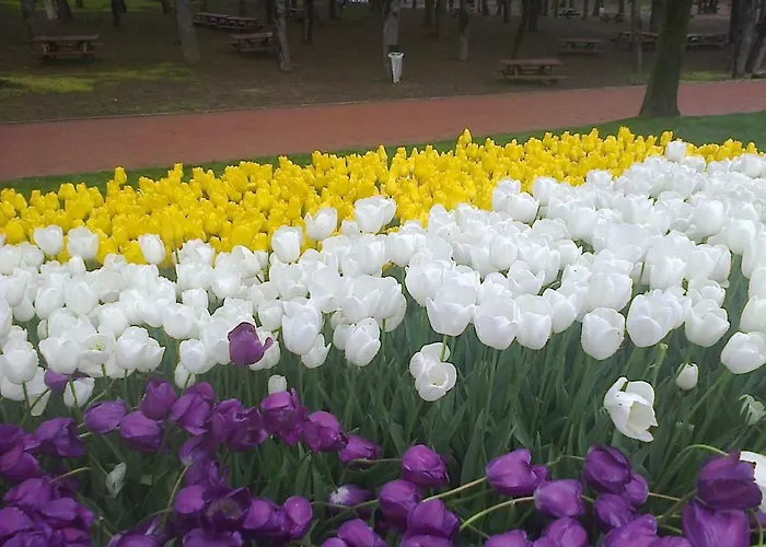 ками 3* Бяла